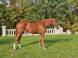 a brown horse that is standing in the grass