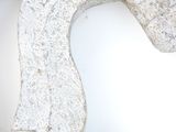 a white horse head on the wall of a building