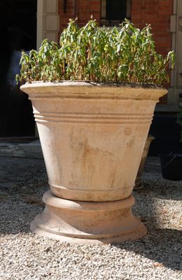 une grande plante dans un grand pot en pierre posé à même le sol