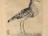 dessin représentant un oiseau au long bec, posé sur le sol