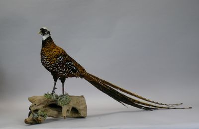a bird that is standing on top of a piece of wood