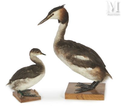 deux oiseaux posés sur des blocs de bois, sur une surface blanche