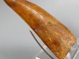 a large fossil shark tooth is displayed on a clear stand