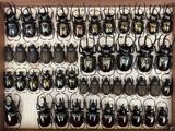 a lot of beetles that are hanging on the wall