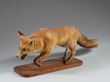 modèle taxidermique représentant un renard roux en pleine course, monté sur un socle en bois