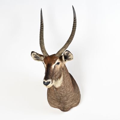 une tête d'antilope accrochée au mur sur fond blanc