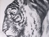 a black and white drawing of a tiger on a piece of paper
