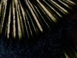 a close up of a tie dye pattern on a table