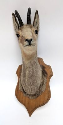 an image of a deer head mounted on a wooden plaque
