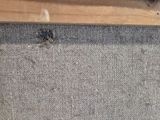 a bug that is sitting on the carpet of the room