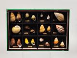 une vitrine contenant des coquillages, posée sur une table