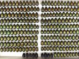 many beetles that are on display in a display case