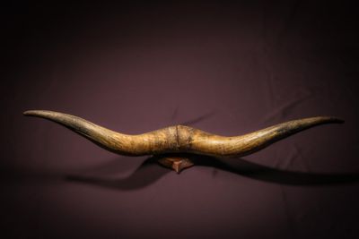 un gros plan de la tête d'un animal sur un mur