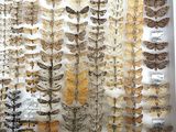 many different types of moths on display in a glass case