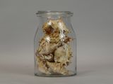 dried mushrooms in a glass jar on a white surface