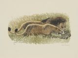 un dessin représentant deux lions couchés dans l'herbe