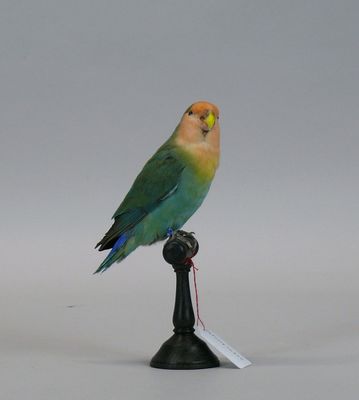 a small bird that is sitting on top of a black stand