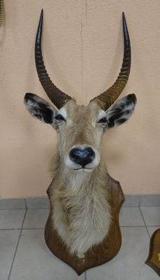 une tête de cerf empaillée, accrochée au mur à côté d'une horloge