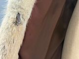 a close up of a dog ' s paw on a bag