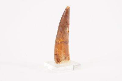 a close up of a tooth on a marble base on a white surface