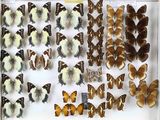 de nombreux types de papillons exposés dans une vitrine