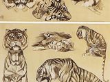 drawings of tigers and other animals are shown in this set