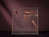 a picture of a dragonfly in a glass box
