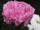 une fleur rose au milieu de fleurs blanches