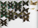 a lot of butterflies that are on display in a glass case