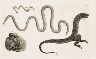 dessin représentant un serpent, un lézard et un poisson