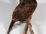 un oiseau perché au bout d'une branche