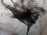 un oiseau qui vole dans les airs