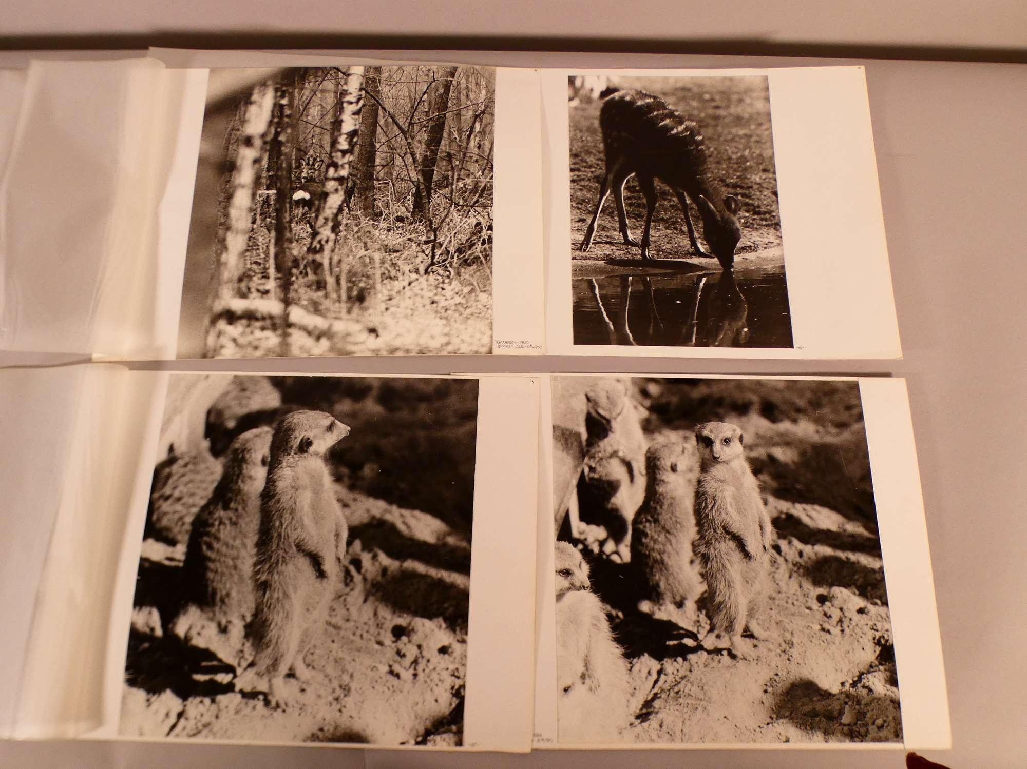 Objets d'art & Curiosités