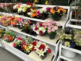 many different types of flowers on display at a flower shop