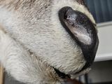 a close up view of a cow ' s nose and nose