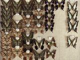 many different types of butterflies displayed on the wall
