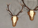 pair of deer heads with antlers mounted on a wall