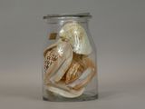 a glass jar filled with assorted shells and seashells