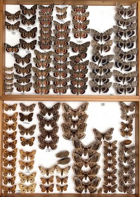 many different kinds of moths displayed in a display case