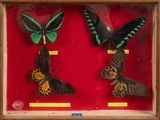 three butterflies in a wooden frame on a red background