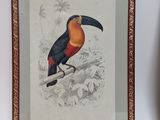 framed picture of a toucan sitting on a branch in front of a picture of another bird