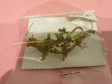 un petit insecte posé sur un morceau de papier