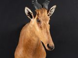 une tête de cerf accrochée au mur d'une pièce noire