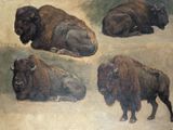 painting of four bison laying down in a field of grass