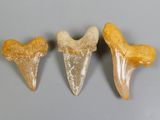 three fossil teeth are shown in a row on a gray surface
