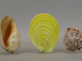 three different types of seashells on a white surface