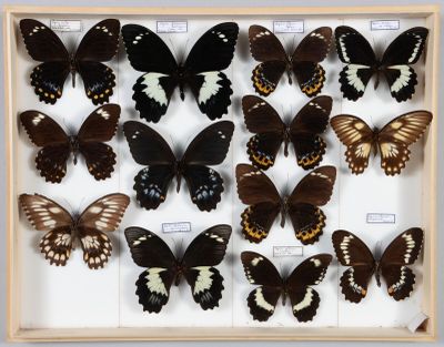 de nombreux papillons disposés dans un cadre en bois