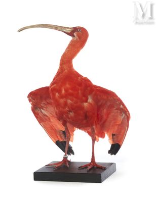 un oiseau rouge posé sur un socle noir