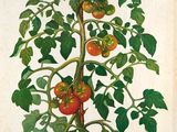 un dessin représentant un plant de tomate avec des feuilles vertes et des tomates rouges