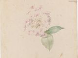 a drawing of a flower with green leaves and pink flowers